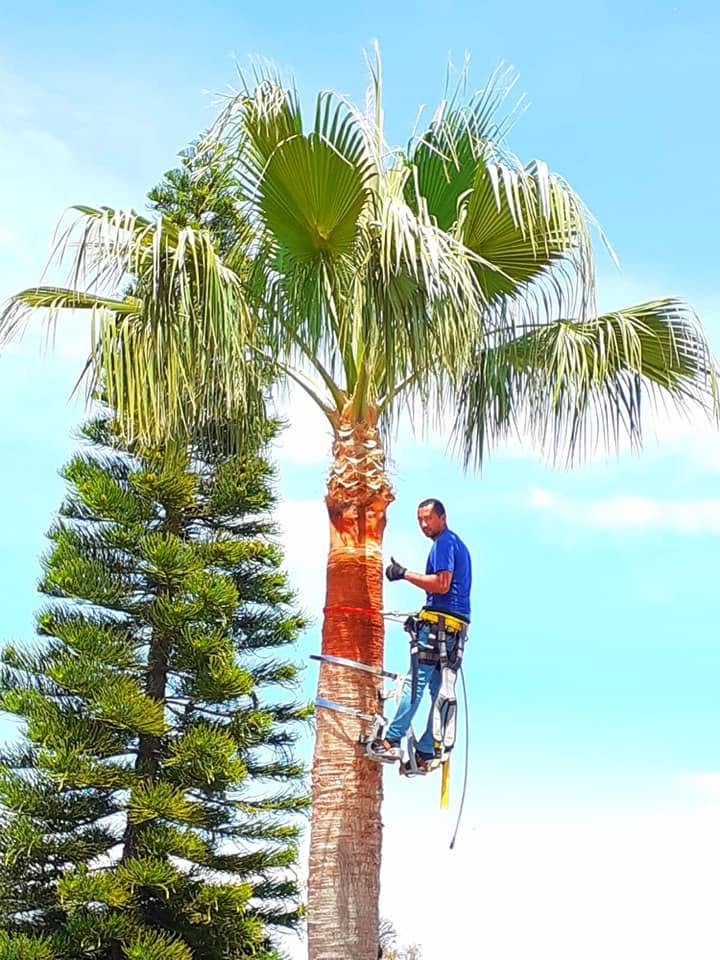 Palm tree pruning