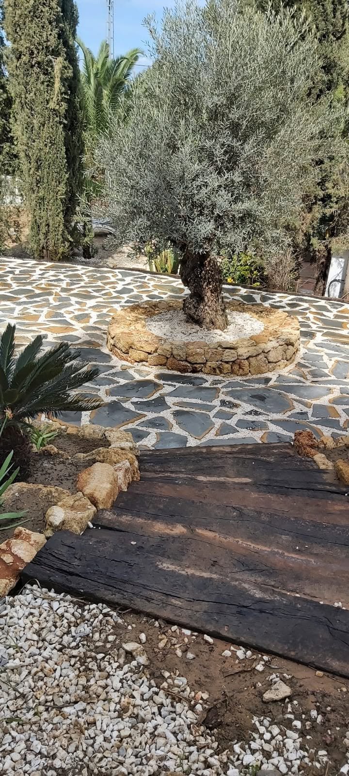Olive tree with stone paving