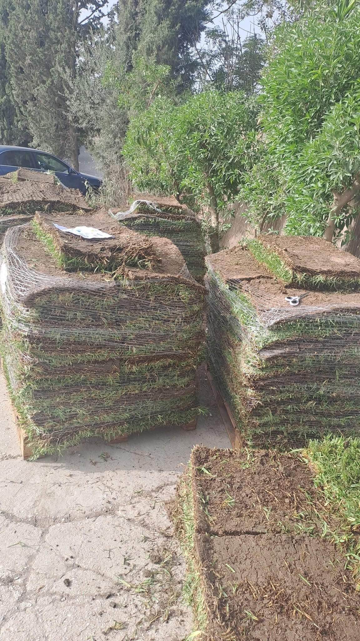 Ready-made turf for a new lawn
