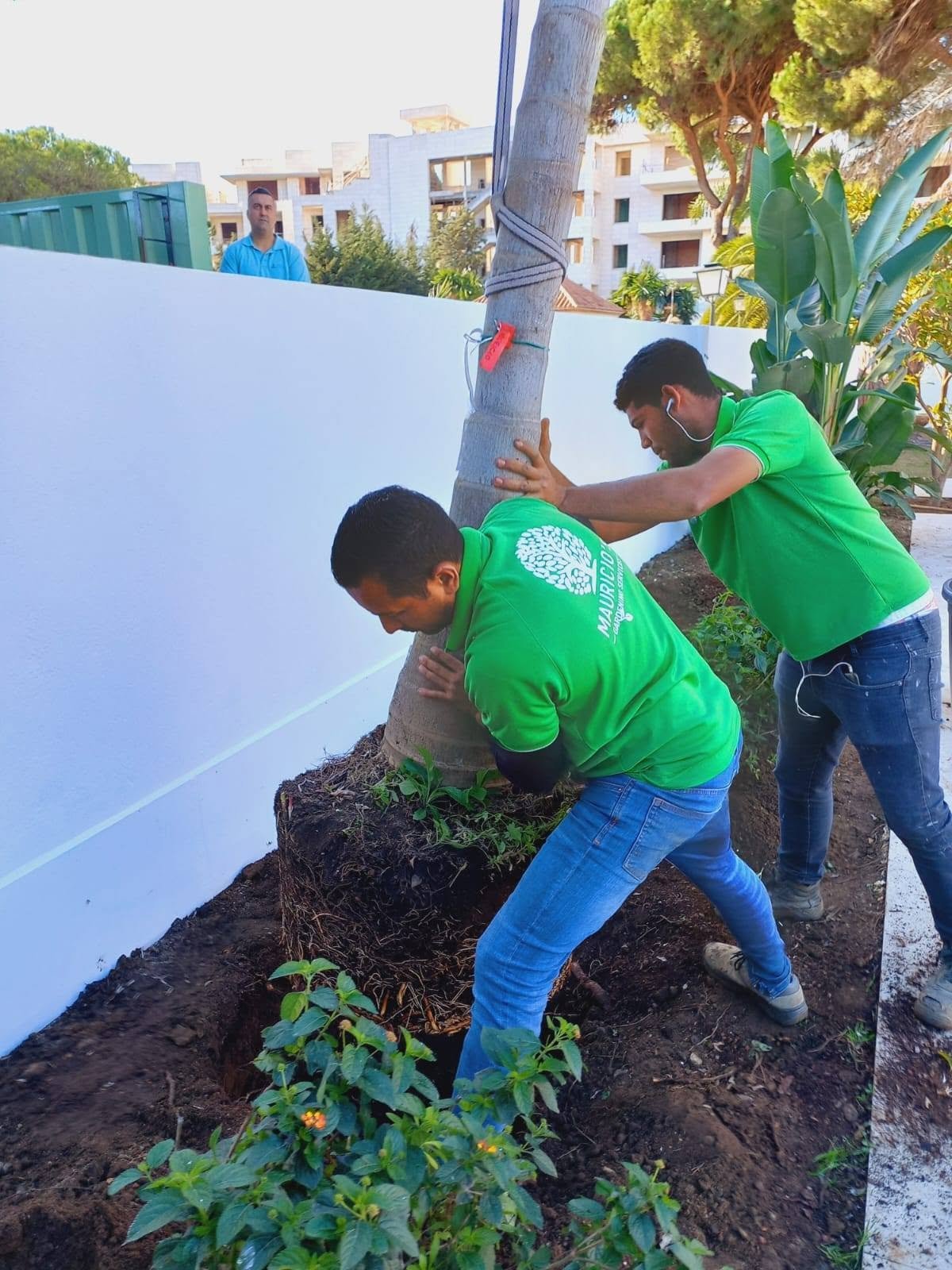 Planting a palm tree