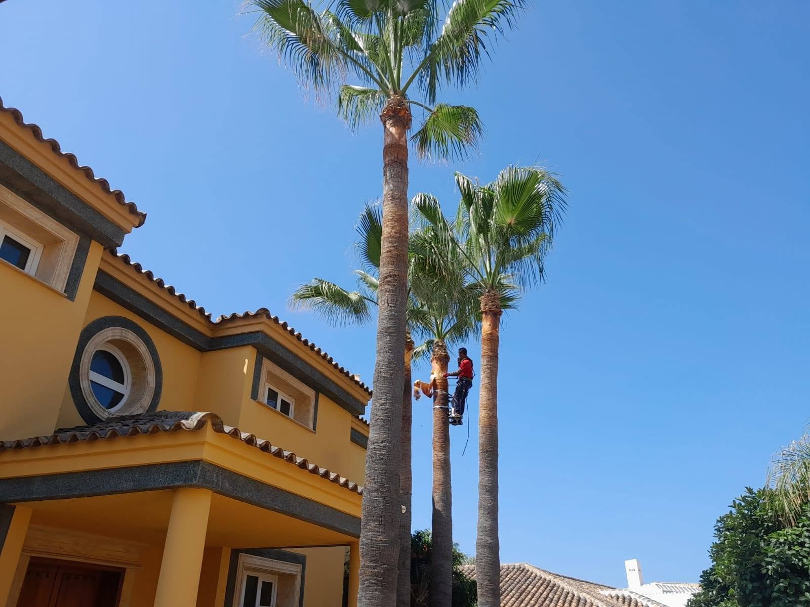 Mauricio's team pruning tall palm trees